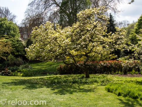 Magnoliaträd, Hyde Park, London